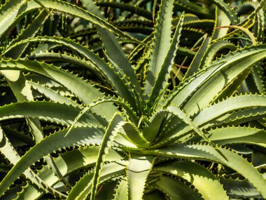 Tahta masanın üzerinde sulu bitkiler olan bir Floraryum. Minyatür kaktüslü küçük bir bahçe. Ev içi bitkiler.