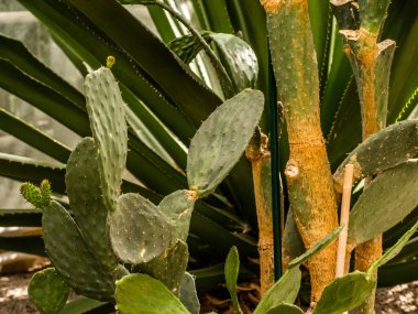Tahta masanın üzerinde sulu bitkiler olan bir Floraryum. Minyatür kaktüslü küçük bir bahçe. Ev içi bitkiler.