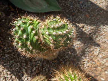 Tahta masanın üzerinde sulu bitkiler olan bir Floraryum. Minyatür kaktüslü küçük bir bahçe. Ev içi bitkiler.