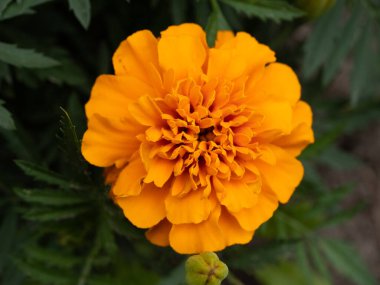 Bahçedeki güzel Marigold çiçeğine (Tagetes erecta, Meksika, Aztek veya Afrika kadife çiçeğine) yakın dur.