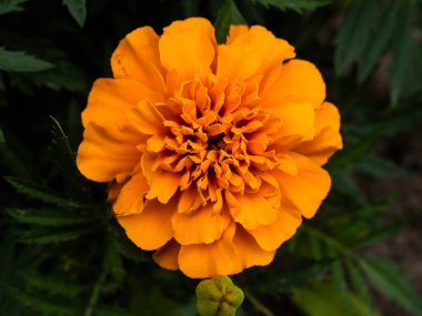 Bahçedeki güzel Marigold çiçeğine (Tagetes erecta, Meksika, Aztek veya Afrika kadife çiçeğine) yakın dur.