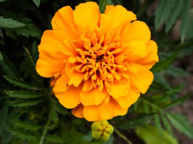 Bahçedeki güzel Marigold çiçeğine (Tagetes erecta, Meksika, Aztek veya Afrika kadife çiçeğine) yakın dur.