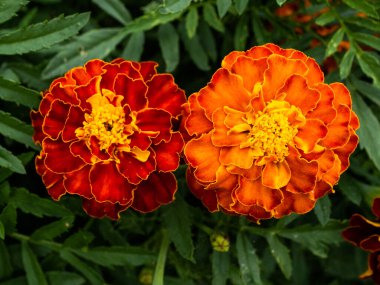 Bahçedeki güzel Marigold çiçeğine (Tagetes erecta, Meksika, Aztek veya Afrika kadife çiçeğine) yakın dur.