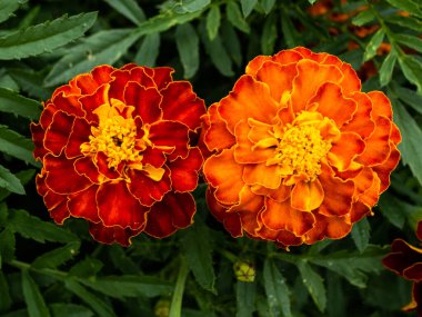 Bahçedeki güzel Marigold çiçeğine (Tagetes erecta, Meksika, Aztek veya Afrika kadife çiçeğine) yakın dur.