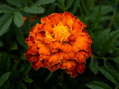 Bahçedeki güzel Marigold çiçeğine (Tagetes erecta, Meksika, Aztek veya Afrika kadife çiçeğine) yakın dur.
