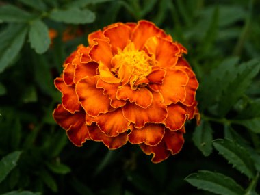 Bahçedeki güzel Marigold çiçeğine (Tagetes erecta, Meksika, Aztek veya Afrika kadife çiçeğine) yakın dur.