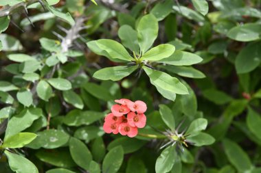Jatropha integerrima, (yaygın olarak 