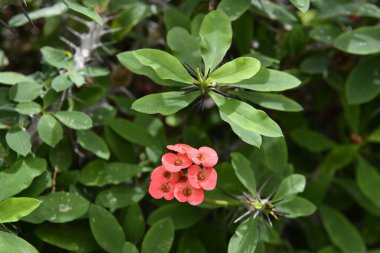 Jatropha integerrima, (yaygın olarak 