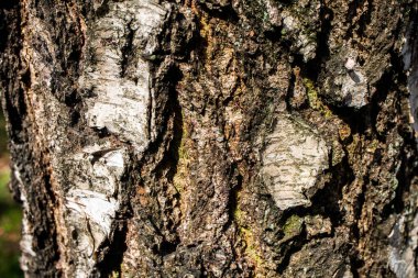 Ağaç gövdesi. Ağaç gövdesi deseni. Üzerinde liken olan bir ağacın kahverengi kabuğunun kabartmalı dokusu. Tre kabuğunun derisi