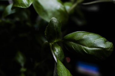 Koyu arkaplanda taze fesleğen. Yeşil fesleğen. Koyu arkaplanda yeşil fesleğen. Yemek arkaplanı. Bir sürü fesleğen.