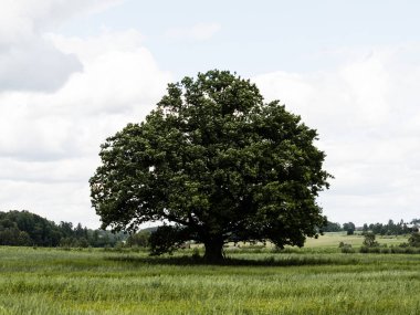 Yalnız yeşil meşe ağacı tarlada