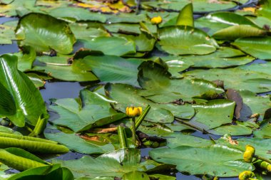 Sarı su zambağı yeşil yaprakların arasına sıçrar. Sarı su Lily Nymphaeaceae mavi suda, yeşil yapraklı ve yansımalı..
