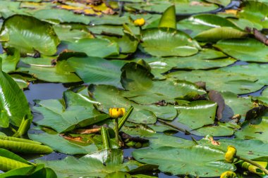 Sarı su zambağı yeşil yaprakların arasına sıçrar. Sarı su Lily Nymphaeaceae mavi suda, yeşil yapraklı ve yansımalı..