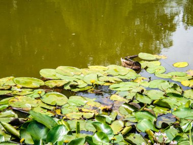 Sarı su zambağı yeşil yaprakların arasına sıçrar. Sarı su Lily Nymphaeaceae mavi suda, yeşil yapraklı ve yansımalı..