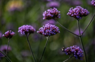 Mor çiçekler Perez 'in Deniz lavantası