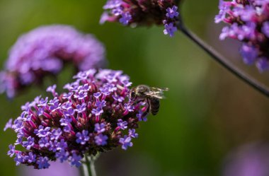 Mor çiçekler Perez 'in Deniz lavantası