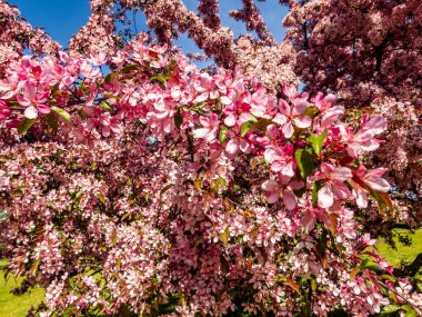 Kanadalı siyah erik eriği, açık pembe çiçekler, dallarında kahverengi kırmızı yapraklar olan güzel çiçekli süs çiti.