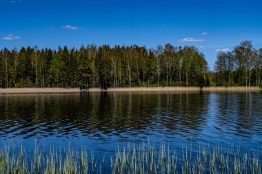 Güzel göl manzarası, orman kenarı, güneşli bir gün.