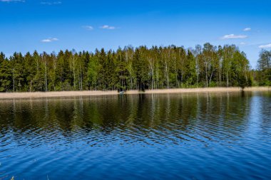 Güzel göl manzarası, orman kenarı, güneşli bir gün.