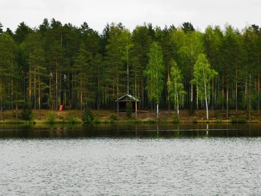 Güzel göl manzarası, orman kenarı, güneşli bir gün.