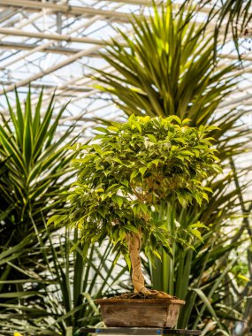 Ficus Benjamin kapta, pencerenin önünde duruyor. Şehir ormanı konsepti. Doğal hava temizliği. Ev yapımı portre..