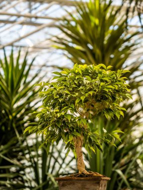 Ficus Benjamin kapta, pencerenin önünde duruyor. Şehir ormanı konsepti. Doğal hava temizliği. Ev yapımı portre..