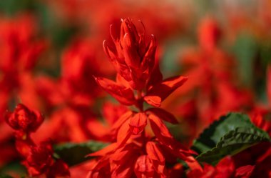 Hindistan boya fırçası (Castilleja) kır çiçekleri yetişiyor