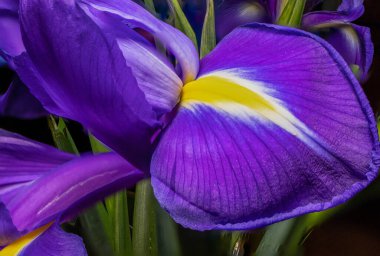 Mavi çiçekli irisler. Doğa ilkbahar güneşli arka plan. Bokeh ile yumuşak odak