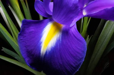 Mavi çiçekli irisler. Doğa ilkbahar güneşli arka plan. Bokeh ile yumuşak odak