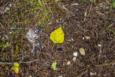 Yeşil orman ağaçları arka plan, doğa arka plan, yeşil yapraklar