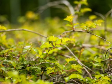 Yeşil orman ağaçları arka plan, doğa arka plan, yeşil yapraklar