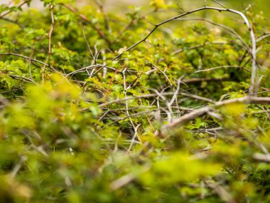 Yeşil orman ağaçları arka plan, doğa arka plan, yeşil yapraklar