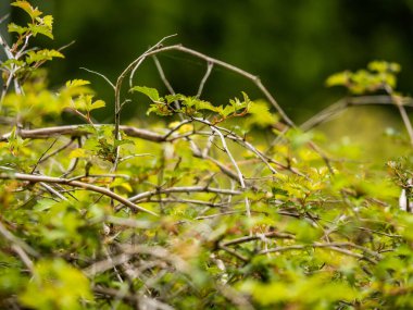 Yeşil orman ağaçları arka plan, doğa arka plan, yeşil yapraklar