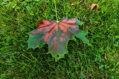 Yeşil orman ağaçları arka plan, doğa arka plan, yeşil yapraklar