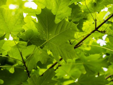 Yeşil orman ağaçları arka plan, doğa arka plan, yeşil yapraklar