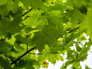 Yeşil orman ağaçları arka plan, doğa arka plan, yeşil yapraklar