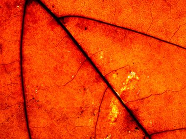 Kurumuş kahverengi meşe yaprakları yaprak kemiği ve damarlarına yakın görünür.