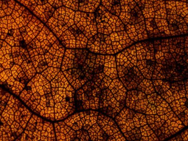 Kurumuş kahverengi meşe yaprakları yaprak kemiği ve damarlarına yakın görünür.