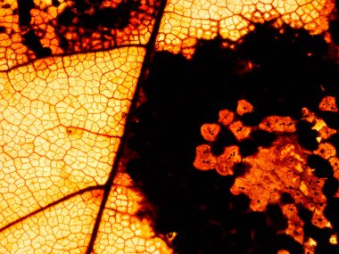 Kurumuş kahverengi meşe yaprakları yaprak kemiği ve damarlarına yakın görünür.