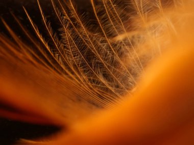 Tüylerin karışımı. Arkaplan için kuş ve tavuklar tüy dokusu soyut, bulanık stil ve sanat tasarımının yumuşak rengi.