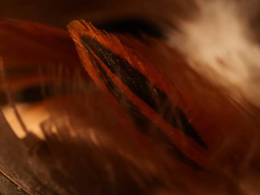 Tüylerin karışımı. Arkaplan için kuş ve tavuklar tüy dokusu soyut, bulanık stil ve sanat tasarımının yumuşak rengi.