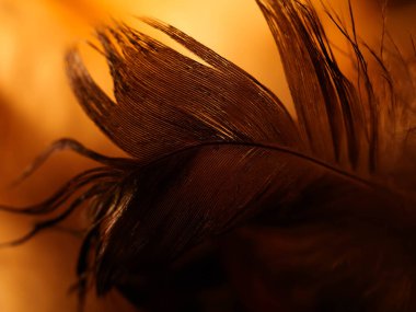 Tüylerin karışımı. Arkaplan için kuş ve tavuklar tüy dokusu soyut, bulanık stil ve sanat tasarımının yumuşak rengi.