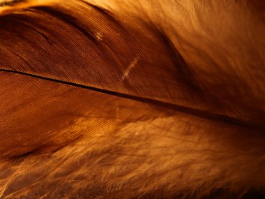 Tüylerin karışımı. Arkaplan için kuş ve tavuklar tüy dokusu soyut, bulanık stil ve sanat tasarımının yumuşak rengi.