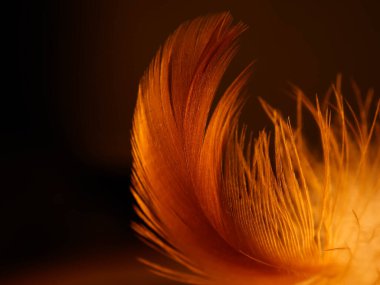 Tüylerin karışımı. Arkaplan için kuş ve tavuklar tüy dokusu soyut, bulanık stil ve sanat tasarımının yumuşak rengi.