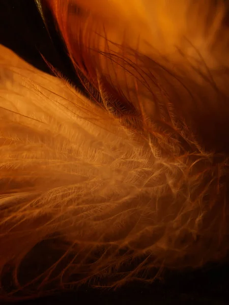Mix of feathers. Bird and chickens feather texture for background Abstract,blur style and soft color of art design.
