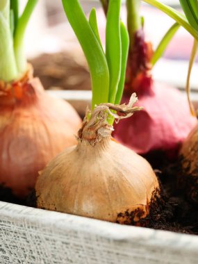 Pencere kenarında ev yapımı yeşil soğan. Evde sebze fideleri