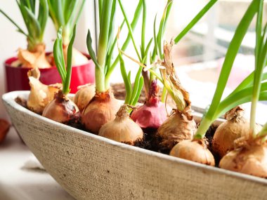 Pencere kenarında ev yapımı yeşil soğan. Evde sebze fideleri