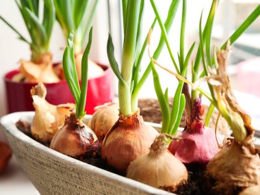 Pencere kenarında ev yapımı yeşil soğan. Evde sebze fideleri