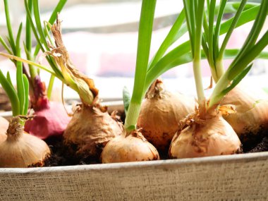 Pencere kenarında ev yapımı yeşil soğan. Evde sebze fideleri