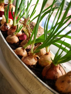 Pencere kenarında ev yapımı yeşil soğan. Evde sebze fideleri